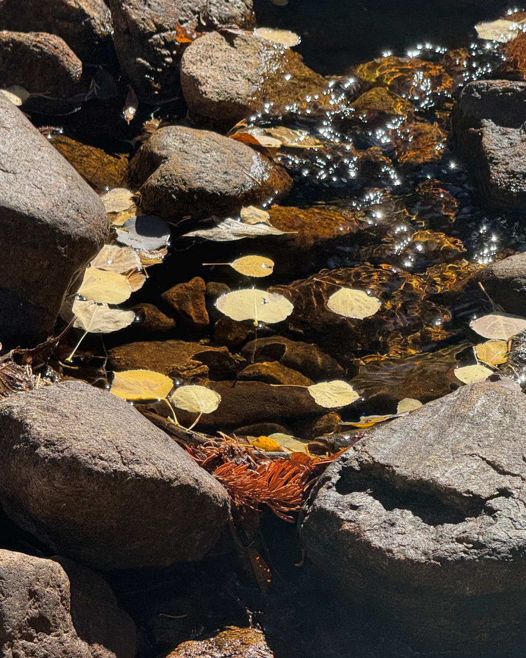 陽光在溪水間閃耀，金黃落葉漂浮於石頭之間